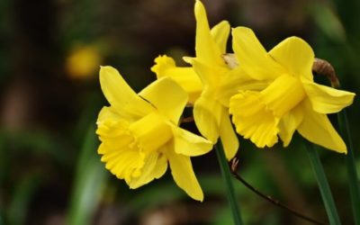 Narciso: fiore e simbolo del mito della bellezza
