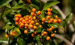 Pitosforo: cura e caratteristiche di una pianta resistente