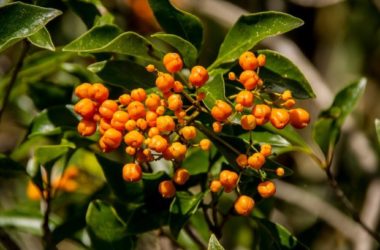 Pitosforo: cura e caratteristiche di una pianta resistente