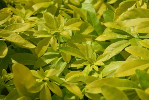 Pitosforo: cura e caratteristiche di una pianta resistente