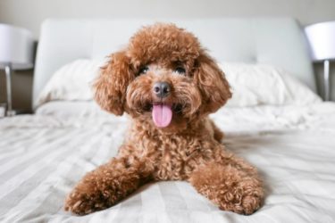 Barboncino: carattere e caratteristiche di questo cane di piccola taglia
