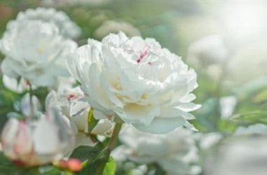 Fleurs blanches: non seulement pour les mariages, mais aussi pour la terrasse et le jardin