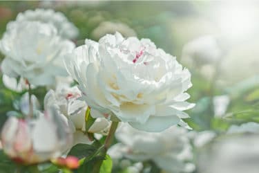 Fiori bianchi: non solo da matrimonio, ma anche per il terrazzo e il giardino