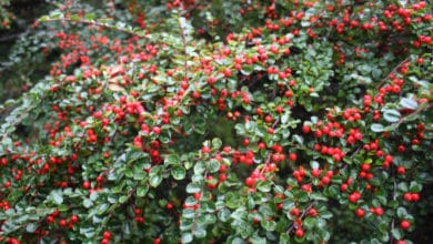 cotoneaster o cotonastro