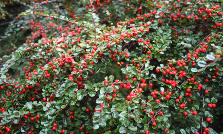 cotoneaster o cotonastro
