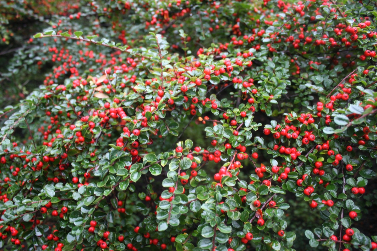 Shop Meeko horizontalis Cotoneaster 2 arbusti Shop Meeko horizontalis Cotoneaster 2 arbusti