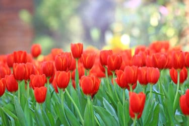 Fiori rossi: un solo colore per tanti fiori in grado di abbellire casa e giardino