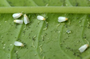Cos’è la mosca bianca e come eliminare questo parassita dalle nostre piante