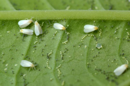 Cos’è la mosca bianca e come eliminare questo parassita dalle nostre piante