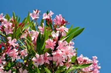 Tutto sull’oleandro, una pianta dai fiori bellissimi e facile da coltivare