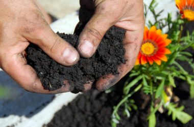 Guida pratica per rendere acido il terreno acido