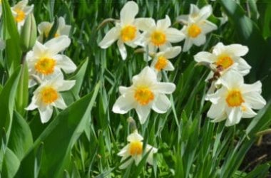 Narcisse: fleur et symbole du mythe de la beauté