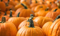 Ricette con la zucca: veloci e facili da preparare
