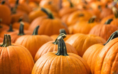 Ricette con la zucca: veloci e facili da preparare