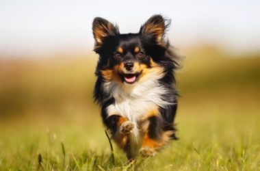 I segreti del Chihuahua Toy, razza di cane mini sempre più amata