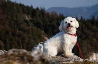 Guida al cane maltese: carattere, educazione e altre cose da sapere