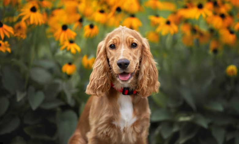cocker spaniel inglese