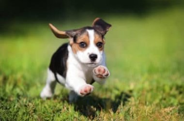 Beagle nain : lorsque le Beagle est d'une taille plus petite