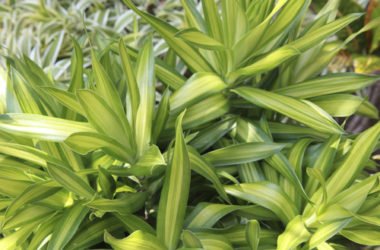 Dracena: come coltivare e curare il tronchetto della felicità