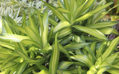 Dracena: come coltivare e curare il tronchetto della felicità