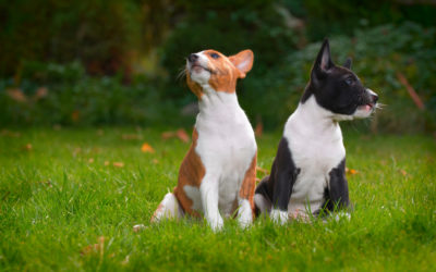 Conosci l’impronta ecologica di cani e gatti?
