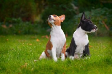 Cane Basenji o Cane del Congo, una razza di cani davvero particolare