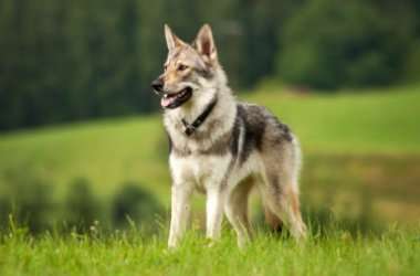 Lupo cecoslovacco: aspetto, carattere, allevamento e prezzi