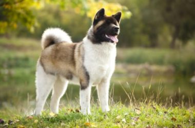 Akita americano, carattere e addestramento di una magnifica razza