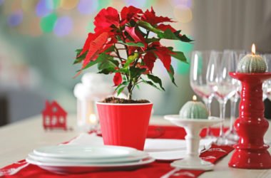 Come conservare la Stella di Natale ben oltre le feste