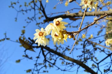 Tutto sul Calicantus, un arbusto in grado di fiorire anche nei mesi freddi