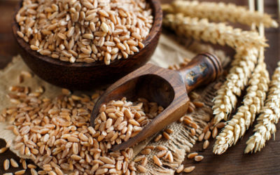 Benefici e proprietà del farro, ricette e utilizzi