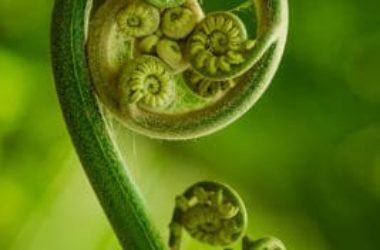 Le proprietà della felce: una pianta della salute che vi sorprenderà