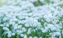 Fiori bianchi: non solo da matrimonio
