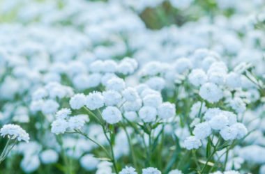 Fiori bianchi: non solo da matrimonio