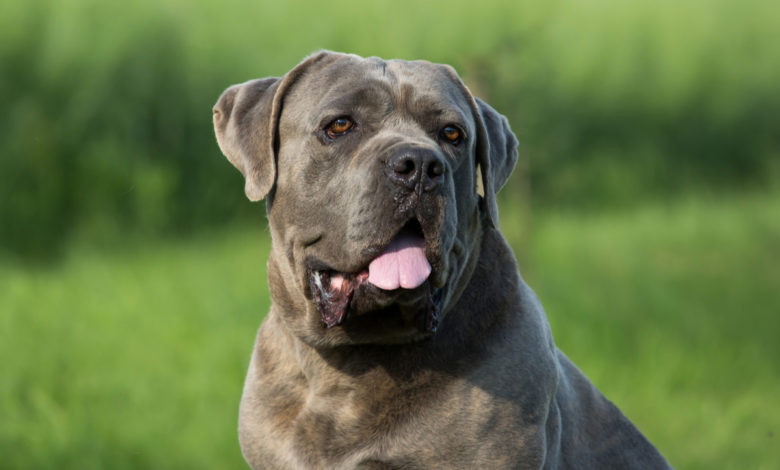 cane corso