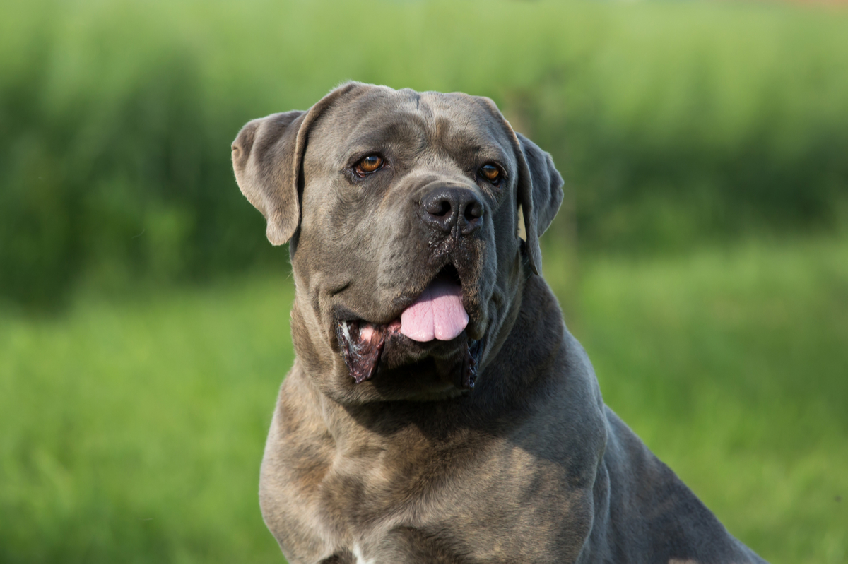 Casa Reale's Hudson Cane Corso Cheap Casa Reale Cane Corso 2025