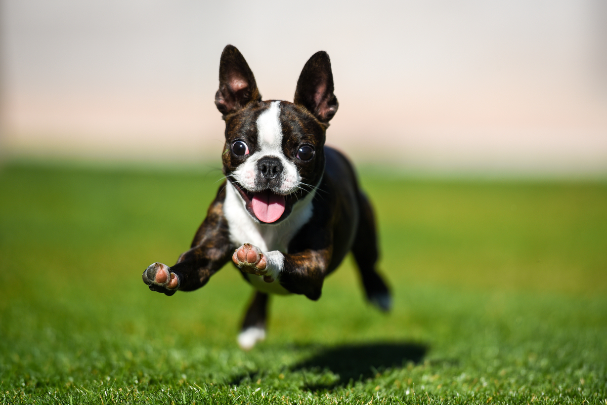 Boston terrier carattere e peculiarità del cane simbolo del Massachusetts