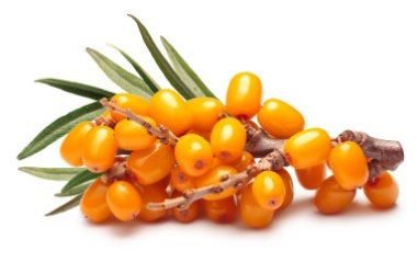 Le bacche di olivello spinoso, un vero e proprio stimolante naturale