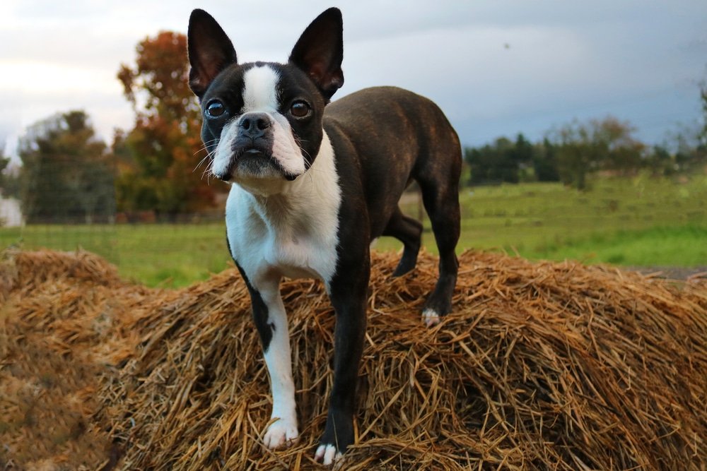 Boston terrier carattere e peculiarità di questo cane