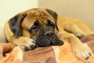 bullmastiff