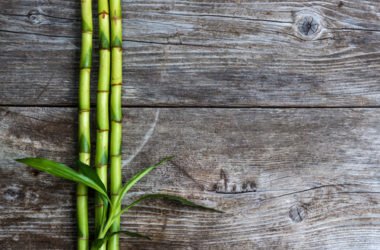 Il bambù, eco-materiale per costruire in modo green