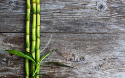 Il bambù, eco-materiale per costruire in modo green