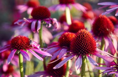 Echinacea: proprietà, utilizzi e controindicazioni