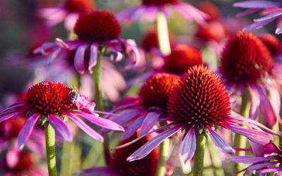 Echinacea: proprietà, utilizzi e controindicazioni
