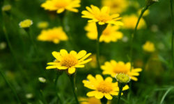 Fiori gialli, i più belli per dare luce al giardino