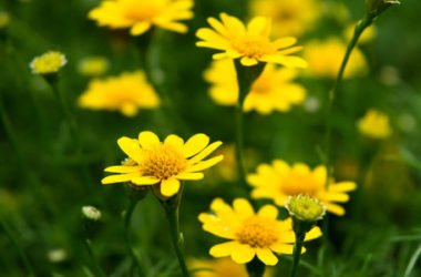 Fiori gialli, i più belli per dare luce al giardino