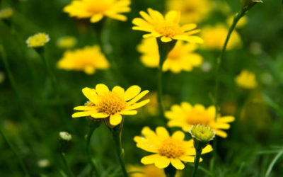 Fiori gialli, i più belli per dare luce al giardino