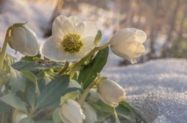 Quali sono le piante più resistenti al freddo? La guida pratica
