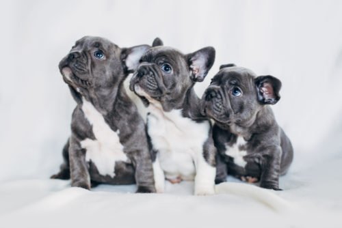 Scopriamo il Bulldog francese: cuccioli, carattere e addestramento