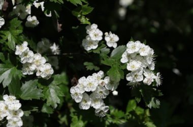 Biancospino: proprietà, benefici e controindicazioni